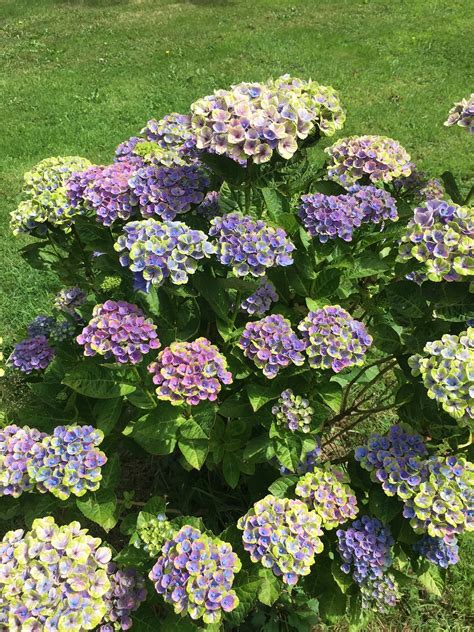 Immerse Yourself in the Magic of Magical Concerto Hydrangea